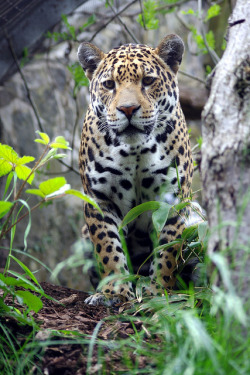 bl-ackleopard:  tigersandcompany:  Jaguar (by weescotty64)  ☯ NATURE/WILDLIFE BLOG ☯ 