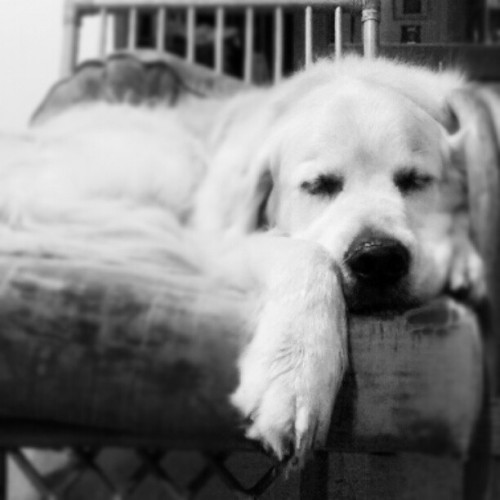 He lives a hard life… (Taken with instagram)
