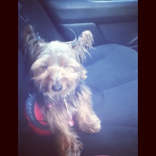 Backseat windows up! 🍺🍸🍻 #puppy #backseat #whitegirlwasted  (Taken with