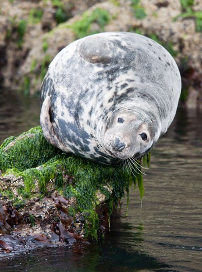 A grey seal basks on the rocks at St Tudwals Islands, by Nick Blake, United Kingdom. Picture: Nick Blake