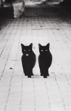 kotoripiyopiyo:  黒猫