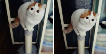 feel-like-a-meme:  (Feel-Like-a-Meme)