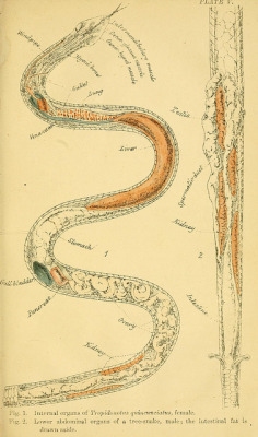 mapsinchoate:  Snake anatomy by BioDivLibrary on Flickr. scientificillustration 