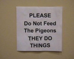 timelordy-teganbreann:   rabbithugs:  i love how vague this is because it implies that what the pigeons do is too scary to write down “we cannot bear to tell you what horrors the pigeons have wrought”  Welcome to Night Vale 