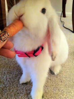 Freckledpinay:  This Is Mochi My Holland Lop Bunny :)  Shes 1 Now!! 