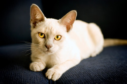 catp0rn:  Cat by heeeeman  What pretty eyes