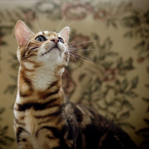 ((not actual cat porn))