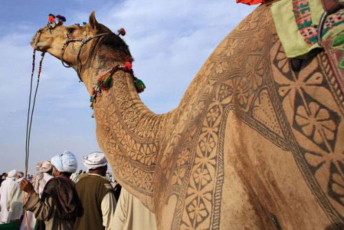 Amazing Camel Hair Art at Bikaner Camel Festival Shaving a camel for 3 years: price-less.