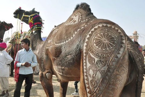 Amazing Camel Hair Art at Bikaner Camel Festival Shaving a camel for 3 years: price-less.