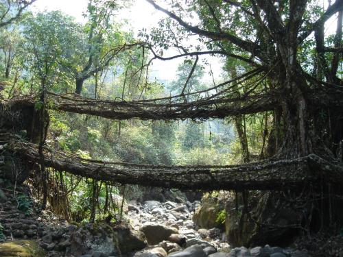     Living root bridges in Cherrapunji, India. The Ficus elastica tree has secondary roots that can 