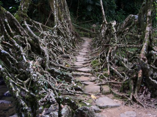     Living root bridges in Cherrapunji, India. The Ficus elastica tree has secondary roots that can 