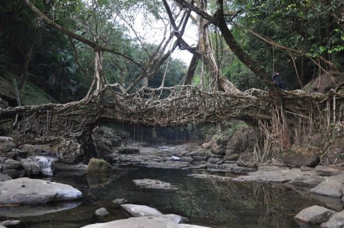     Living root bridges in Cherrapunji, India. The Ficus elastica tree