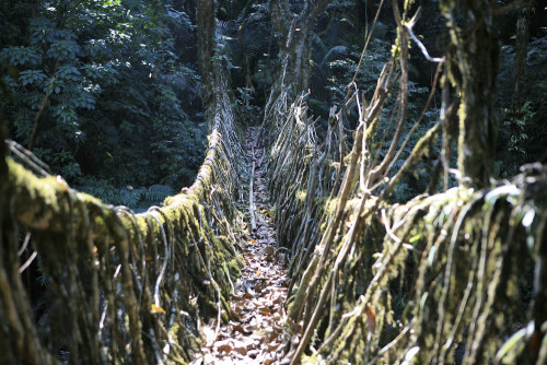     Living root bridges in Cherrapunji, India. The Ficus elastica tree has secondary roots that can 