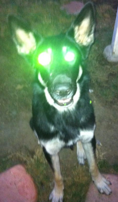 Sometimes I think my dog Vincent is actually an alien in the form of a dog. Or a Terminator.