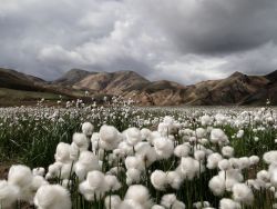 sav3mys0ul:  Cotton Grass, Iceland Photograph