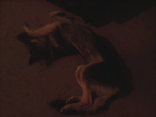 Leonard (my other dog) always sleeps in this very uncomfortable looking position, like he’s some kind of canine corkscrew