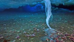 sav3mys0ul:  ichthyologist: ‘Brinicle’ Ice Finger of Death - BBC As sea water freezes to form surface ice, the remaining brine sinks, being much denser and colder than the surrounding water. As it descends, the surrounding water freezes upon contact,