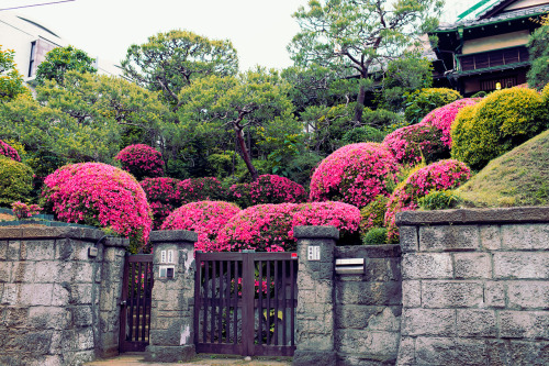 Traditional Japanese house &amp; garden in the Yoyogi Uehara area of Tokyo.