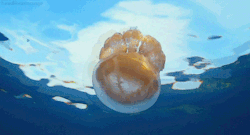 https://64.media.tumblr.com/tumblr_m5azit6a721r4zr2vo1_r2_500.gif
