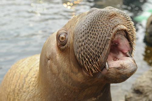 wnyc:
“ Happy World Oceans Day.
photo via: Sixteen-month-old Pacific walrus Akituusaq shows off his new set of titanium crowns at his home in Sea Cliffs at the New York Aquarium. “Aki” was fitted with these crowns by Wildlife Conservation Society...