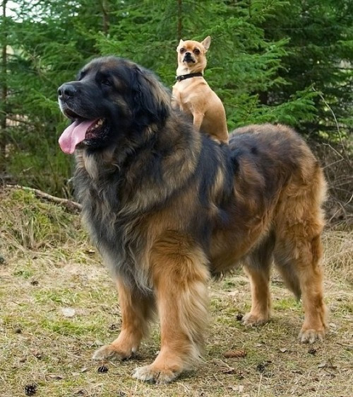 clawedrockdawg:  At dawn we ride! 