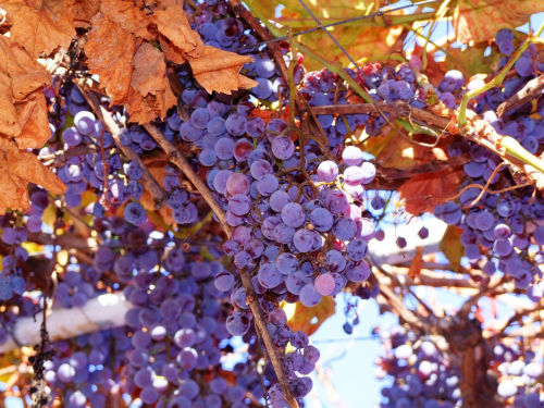 Vitis labrusca, Concord grape