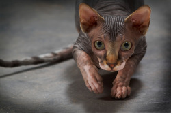 Fuck Yeah Hairless Cats