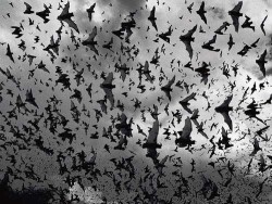 Release…THE BATS!