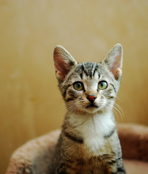 gorgeouscats
