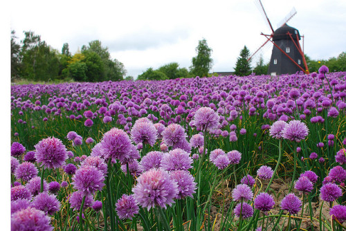 Windmill in a field of chives, Bornholm Island, Denmark (by Thomas Roland).