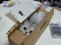 antipeasant:  wowjess:  darthmauls-inkedwalls:  acutepencil:  I did not order this box of cat.  HAHAHAHAHA why am i finding this so funny!   omg it’s doing the :3 face  omfg 