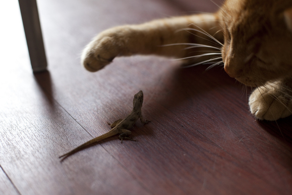 photogenicfelines:  Cat &amp; Lizard (02) - 26Feb09, New Orleans (USA) (by philippe