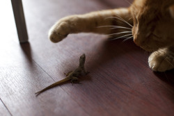 photogenicfelines:  Cat &amp; Lizard (02) - 26Feb09, New Orleans (USA) (by philippe leroyer) 