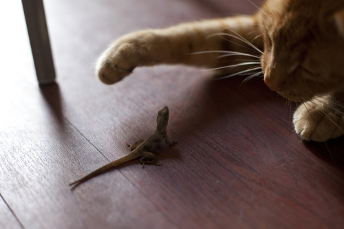 photogenicfelines:  Cat & Lizard (02) - 26Feb09, New Orleans (USA) (by philippe leroyer) 