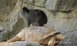 pleatedjeans:  tortoise transportation [video] 