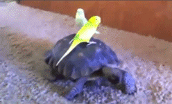 pleatedjeans:  tortoise transportation [video] 