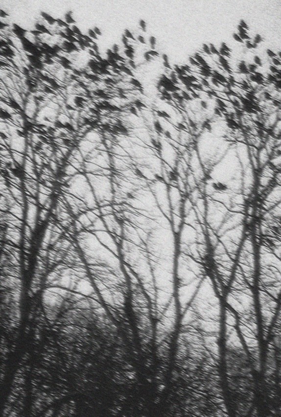 lunarata:  ~*soft grunge~*~vintage
