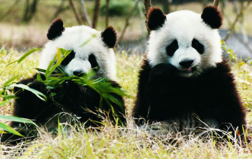 pandas