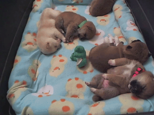 myblogisweird:  somethingodd:  THEY ARE LIKE LITTLE SAUSAGES MADE OF PUPPY.  oh mY GOD IT’S LEGS 