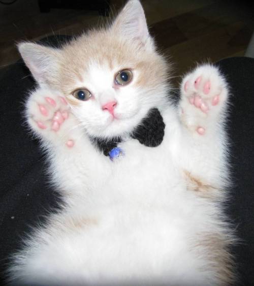 The Fluffington Post