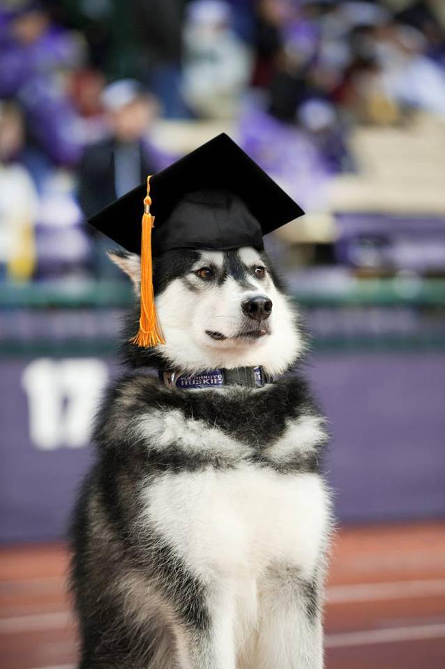 Dog graduation cap and gown