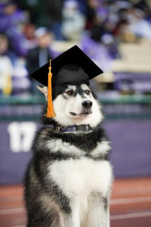 aculturedcitizen:  Congratulations U.W. Class of 2012! 