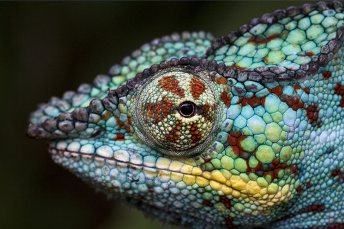 earth-song: “Panther Chameleon, Madagascar” by Steve Shuey