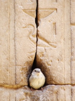 ainawgsd:valarhalla: valarhalla:  boopsandswoops:  lifelessordinary0:    Temple of Horus, Egypt   its horus he’s here  Guys no, it gets so much better.  A small fat bird, like the above, is the hieroglyph used in Ancient Egyptian to mean “wicked”