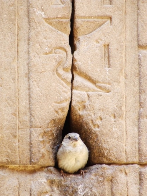 meggannn: lifelessordinary0: Temple of Horus, Egypt #this is especially funny because not only is th