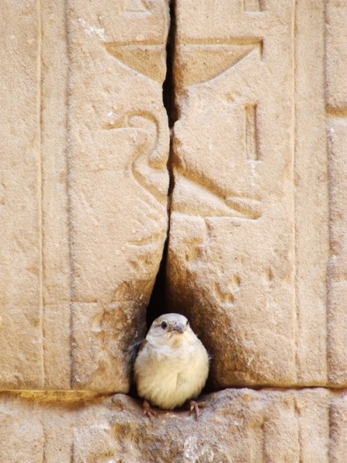 meggannn:lifelessordinary0:Temple of Horus, Egypt#this is especially funny because not only is there