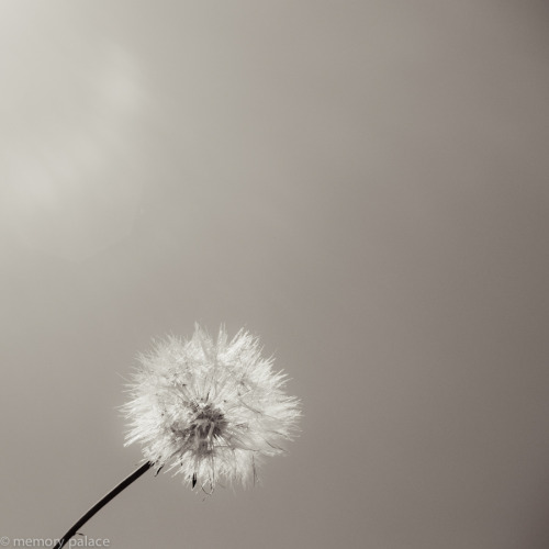 Make A Wish...