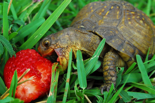 worldlyanimals:Baby Box Turtle Eating Strawberry (gwenie)