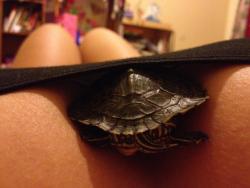 Cute turtle ;)