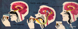  1959 Taste and Aroma 